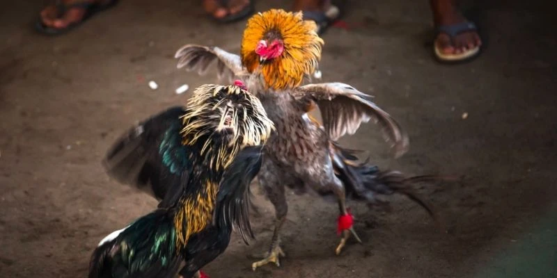 Khám phá vô vàn pha đấu đỉnh cao cực mãn nhãn